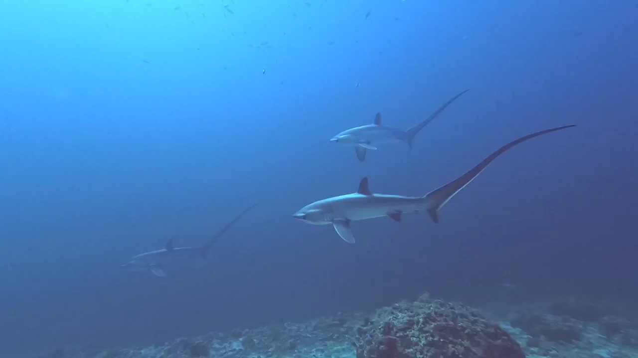 Dive+领路人的帖子