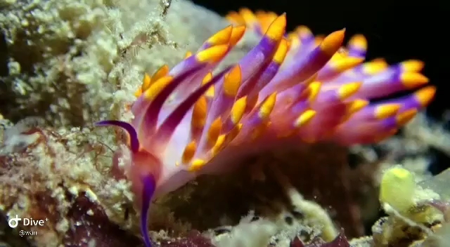 Dive+領路人的帖子