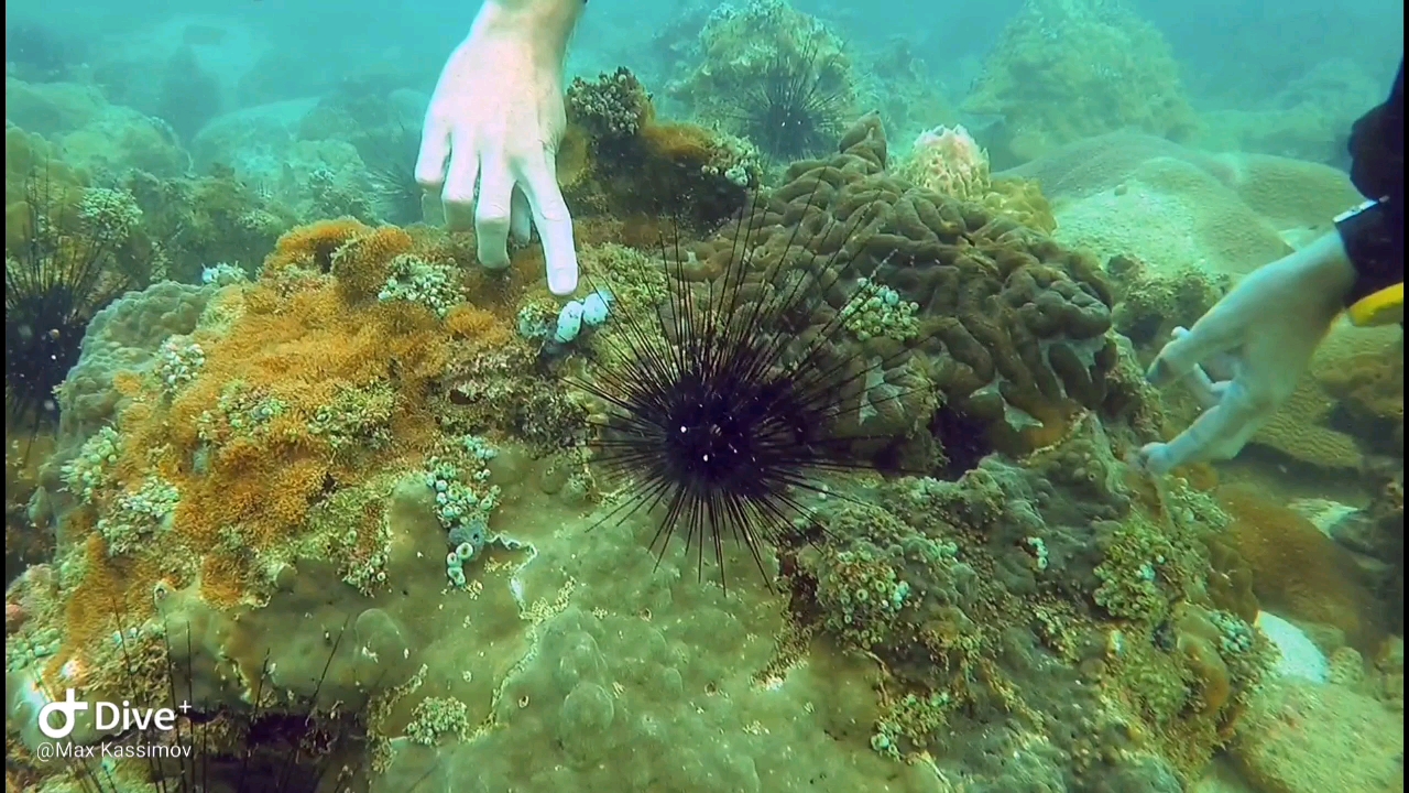 Dive+领路人的帖子