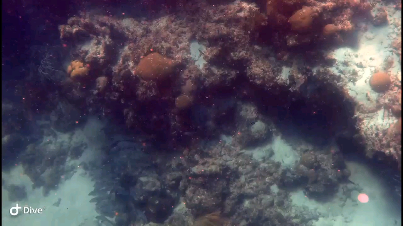 Dive+领路人的帖子