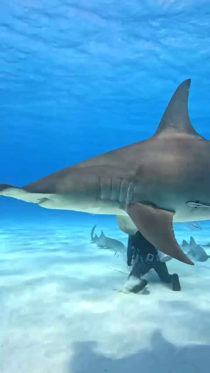 Dive+领路人的帖子