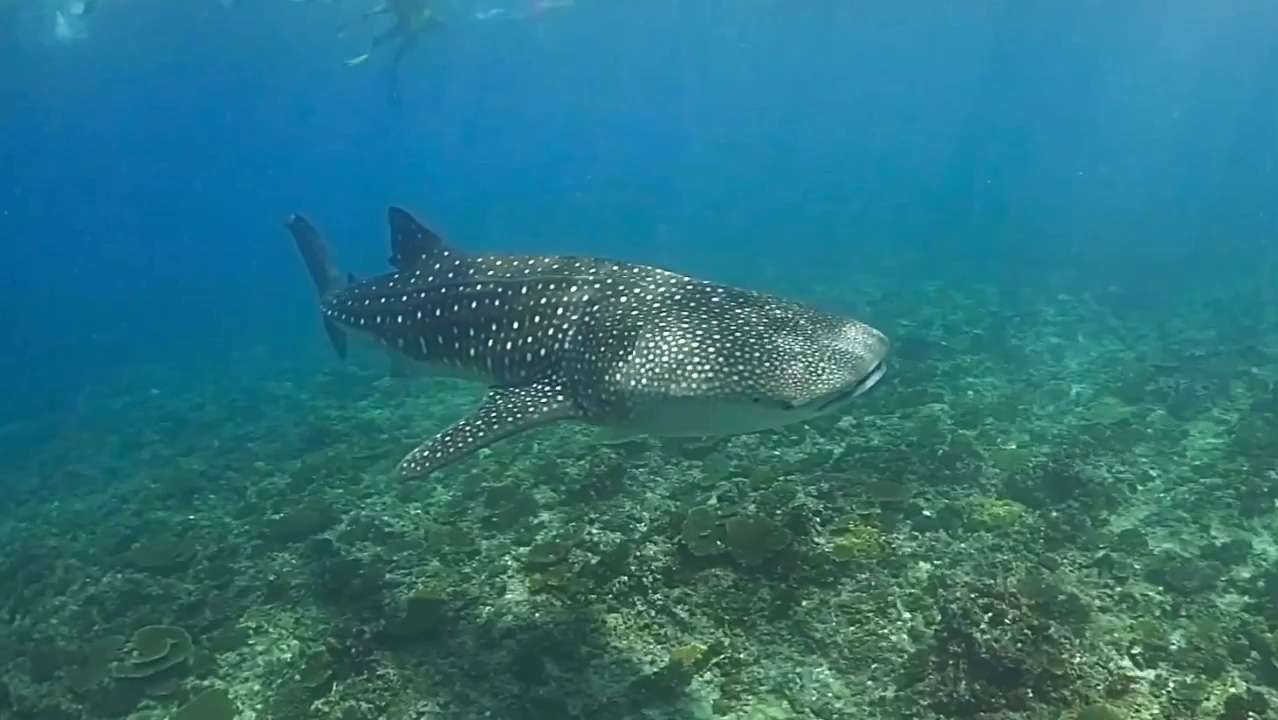 Dive+领路人的帖子