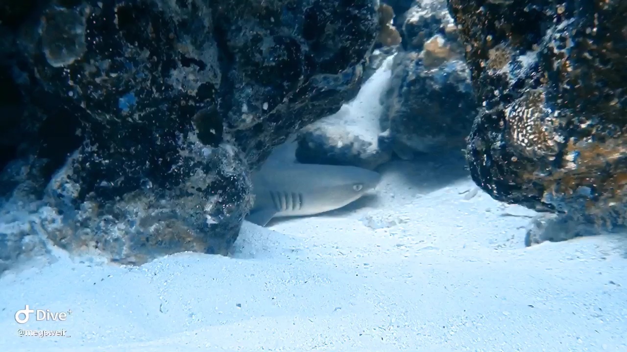 Dive+领路人的帖子