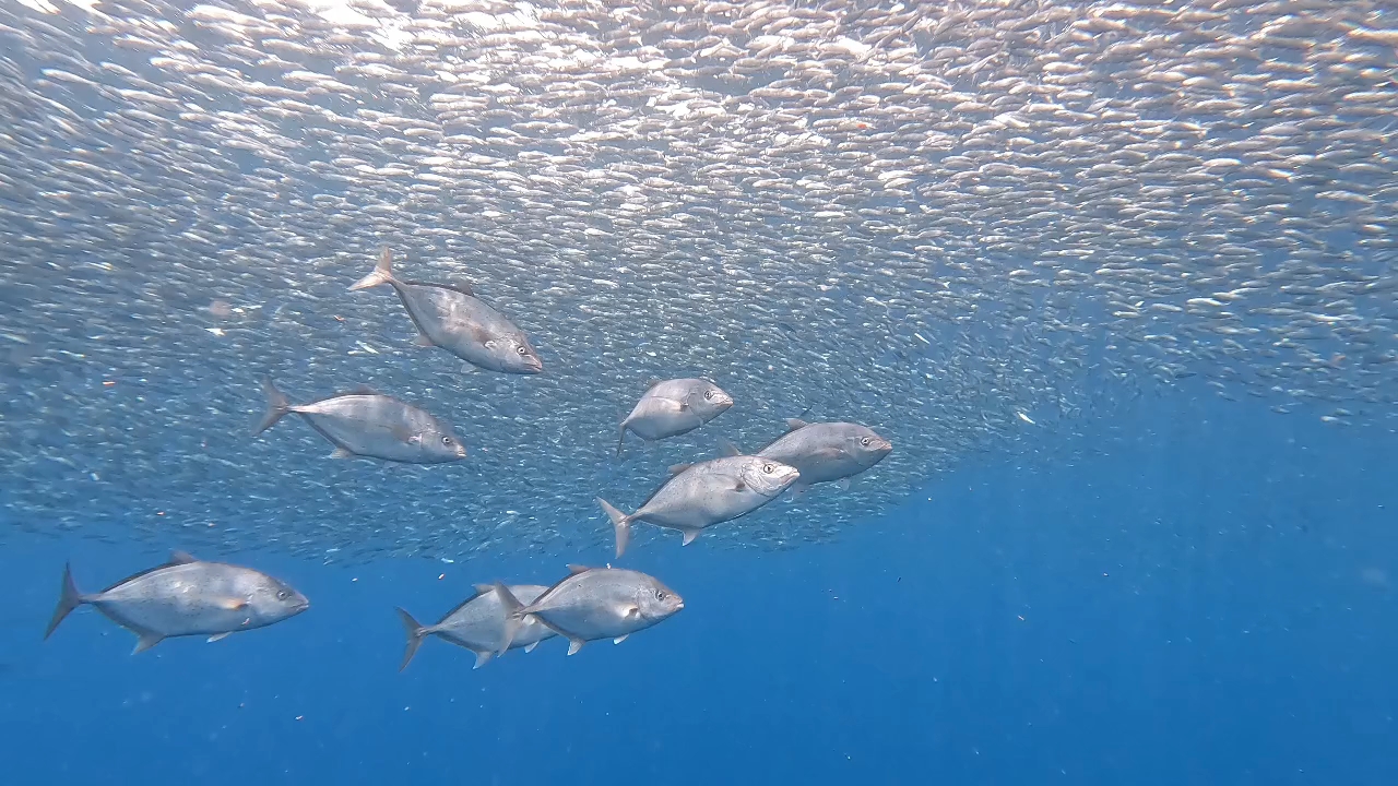 Dive+领路人的帖子