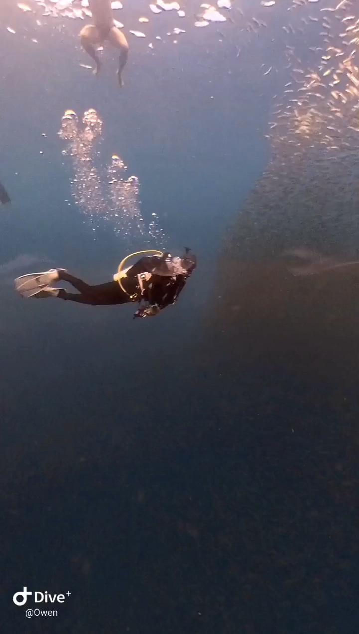Dive+领路人的帖子