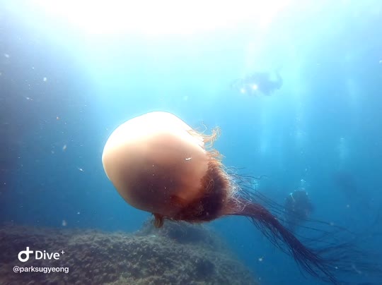 Dive+领路人的帖子