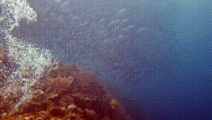 Dive+社區(qū)熱門(mén)帖子