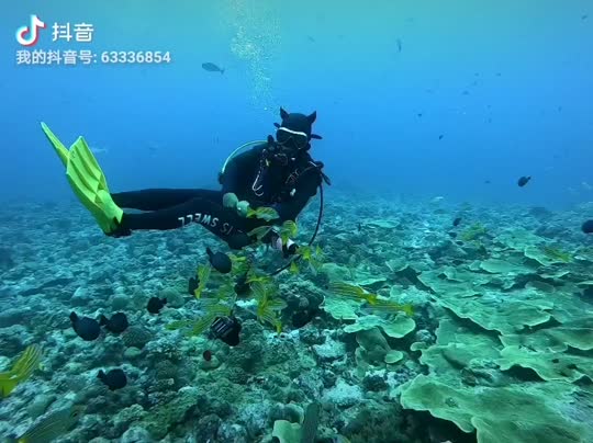 Dive+领路人的帖子