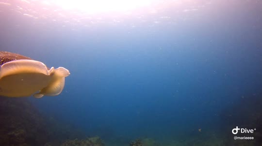 Dive+领路人的帖子
