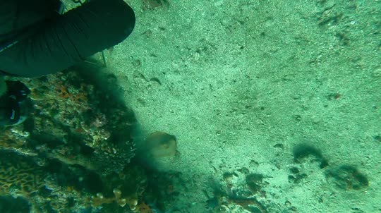 Dive+领路人的帖子