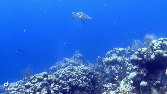 Dive+领路人的帖子