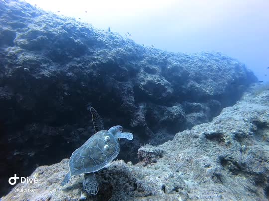 Dive+领路人的帖子