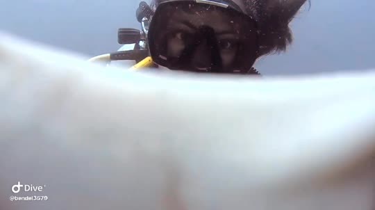 Dive+领路人的帖子