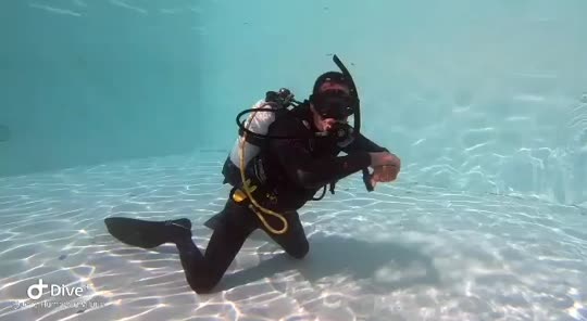 Dive+领路人的帖子