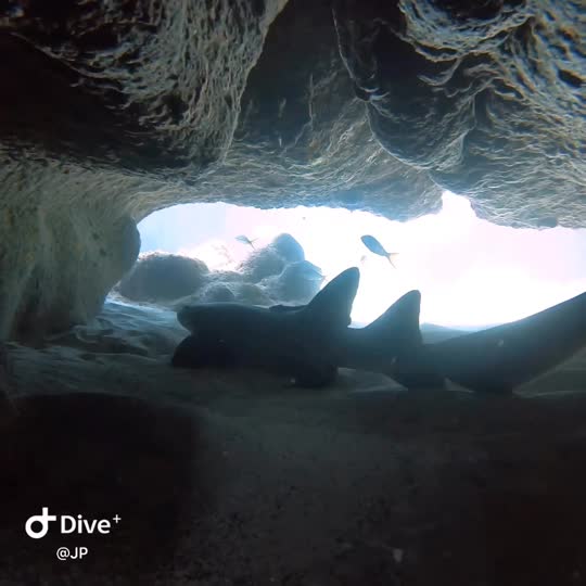 Dive+领路人的帖子