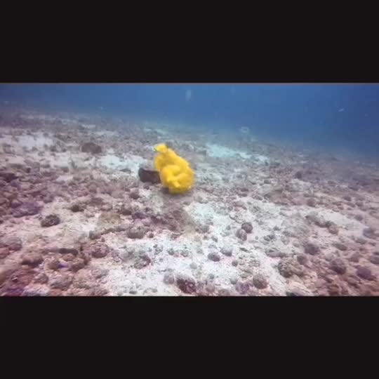 Dive+领路人的帖子