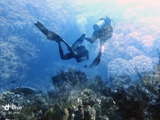 Dive+领路人的帖子