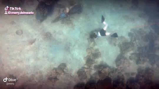 Dive+领路人的帖子