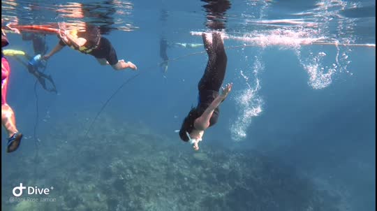 Dive+领路人的帖子