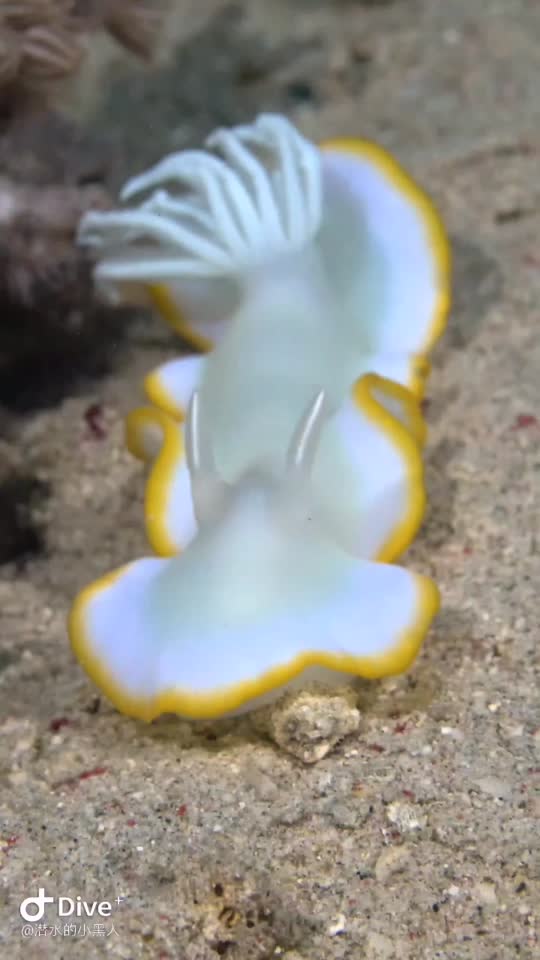 Dive+領(lǐng)路人的帖子