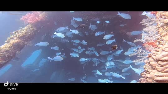 Dive+领路人的帖子