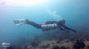 Dive+社區(qū)熱門帖子