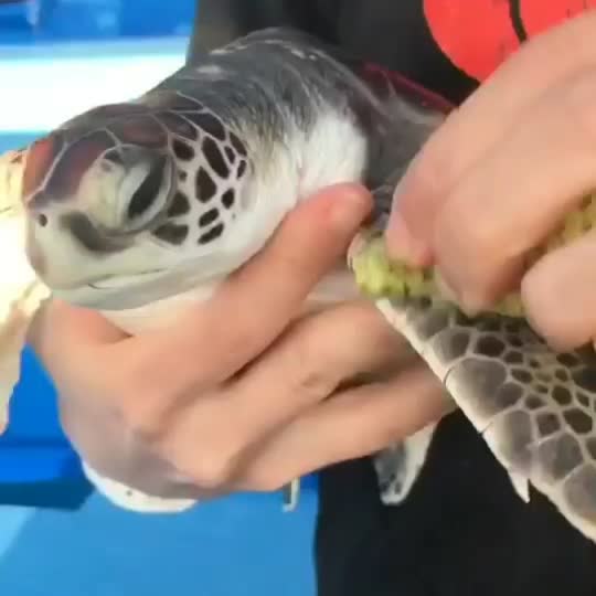 Dive+领路人的帖子