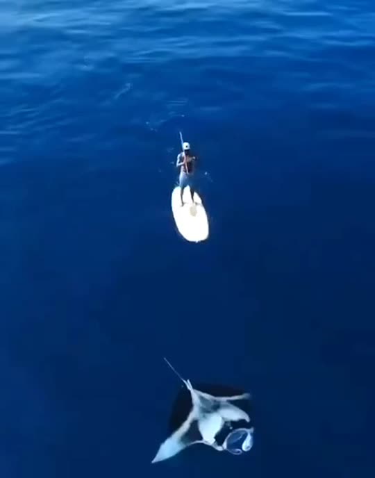 Dive+领路人的帖子