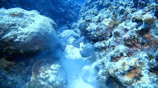 Dive+领路人的帖子