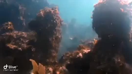 Dive+领路人的帖子