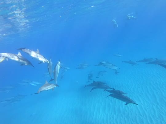 Dive+领路人的帖子