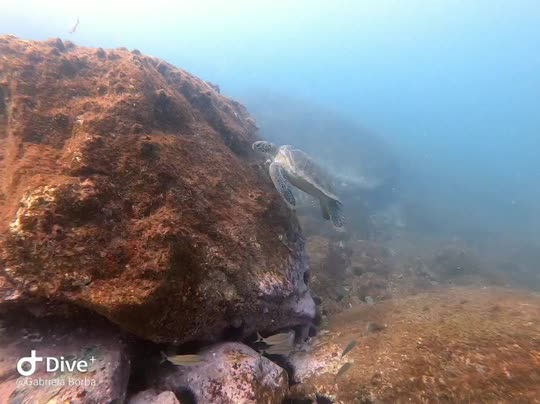 Dive+领路人的帖子
