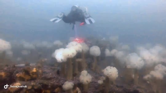 Dive+领路人的帖子
