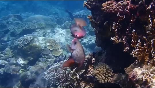 Dive+领路人的帖子