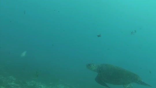 Dive+领路人的帖子