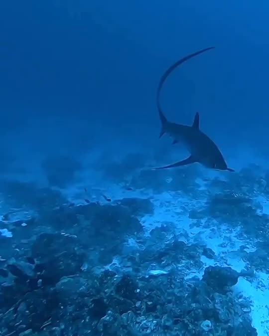 Dive+领路人的帖子