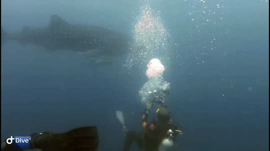 Dive+领路人的帖子