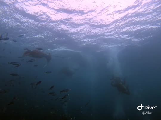 Dive+领路人的帖子