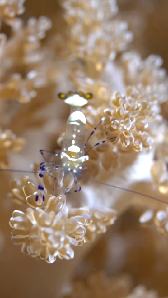 Dive+領(lǐng)路人的帖子