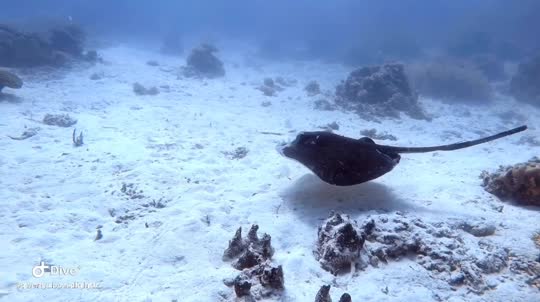 Dive+领路人的帖子