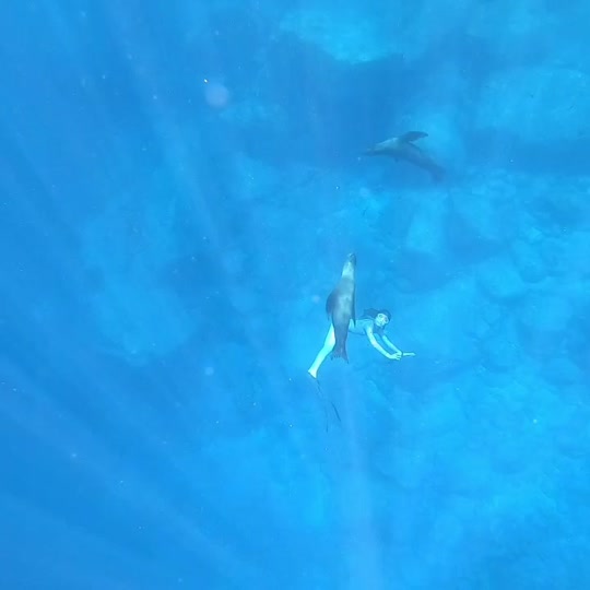 Dive+领路人的帖子