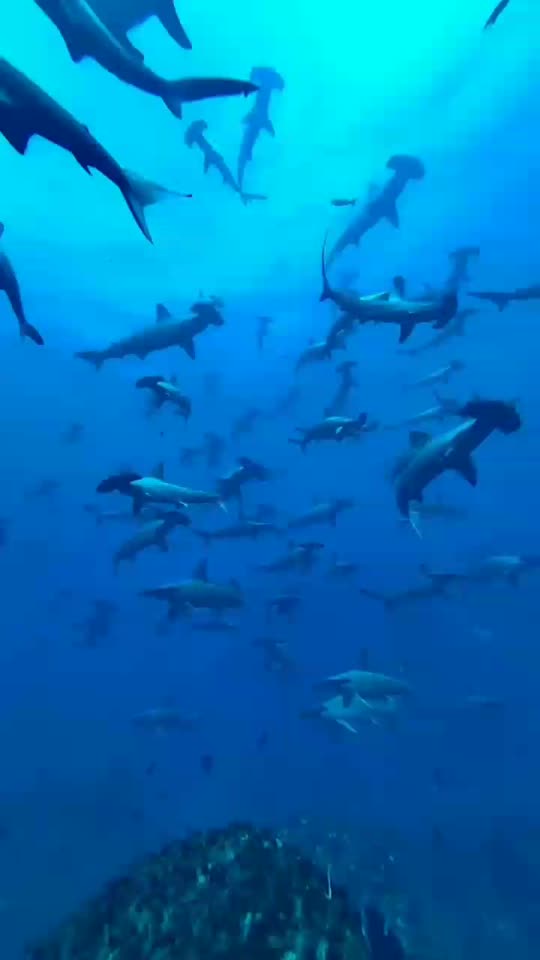 Dive+领路人的帖子