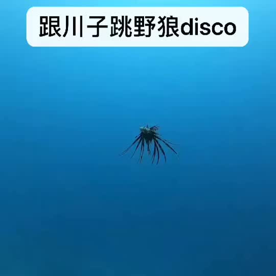 Dive+领路人的帖子