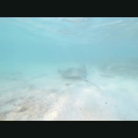 Dive+领路人的帖子