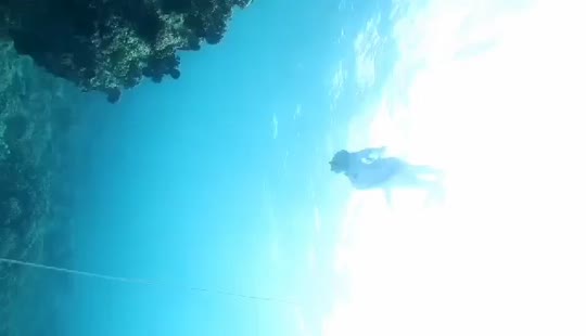 Dive+领路人的帖子