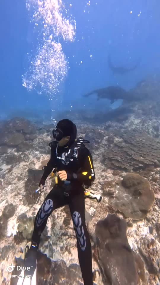 Dive+领路人的帖子