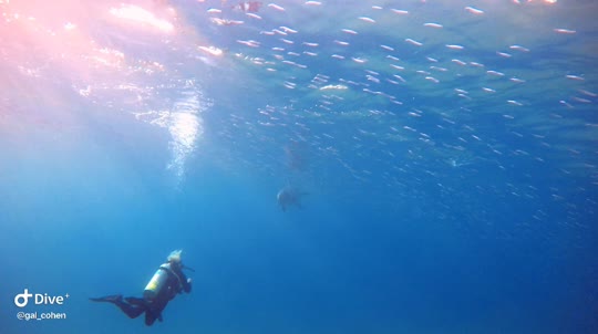 Dive+领路人的帖子