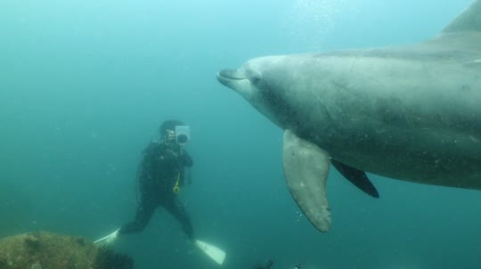 Dive+领路人的帖子