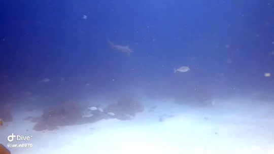 Dive+领路人的帖子