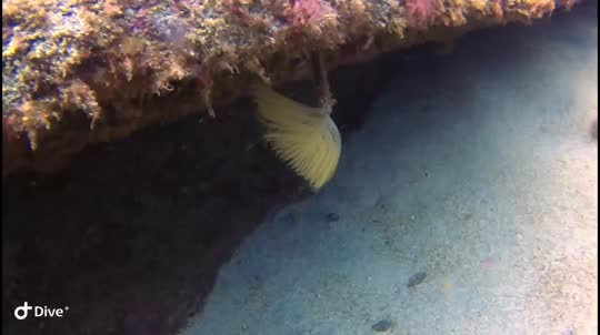Dive+领路人的帖子